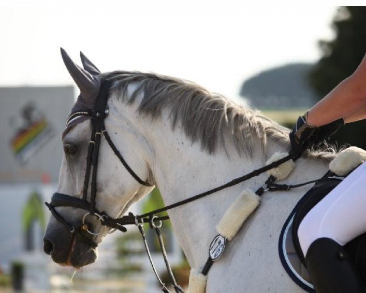jumper Clintini 2 (Holsteiner, 2010, from Clinton I)