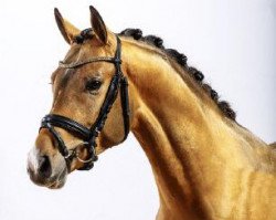 dressage horse Vogelenzang's Rumba (Nederlands Welsh Ridepony, 2012, from Compagnon's Humphrey)