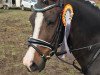 dressage horse Cokowääh (German Riding Pony, 2011, from FS Champion de Luxe)