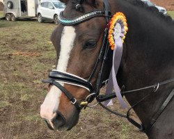 dressage horse Cokowääh (German Riding Pony, 2011, from FS Champion de Luxe)