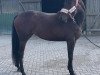 broodmare Grandezza van Smale (German Sport Horse, 2017, from Grabenstern I)