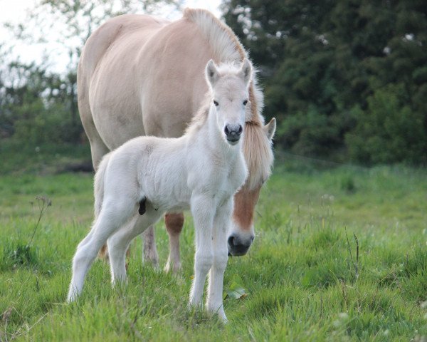 Pferd Flynn (Fjordpferd, 2019, von Finfin N.2601)