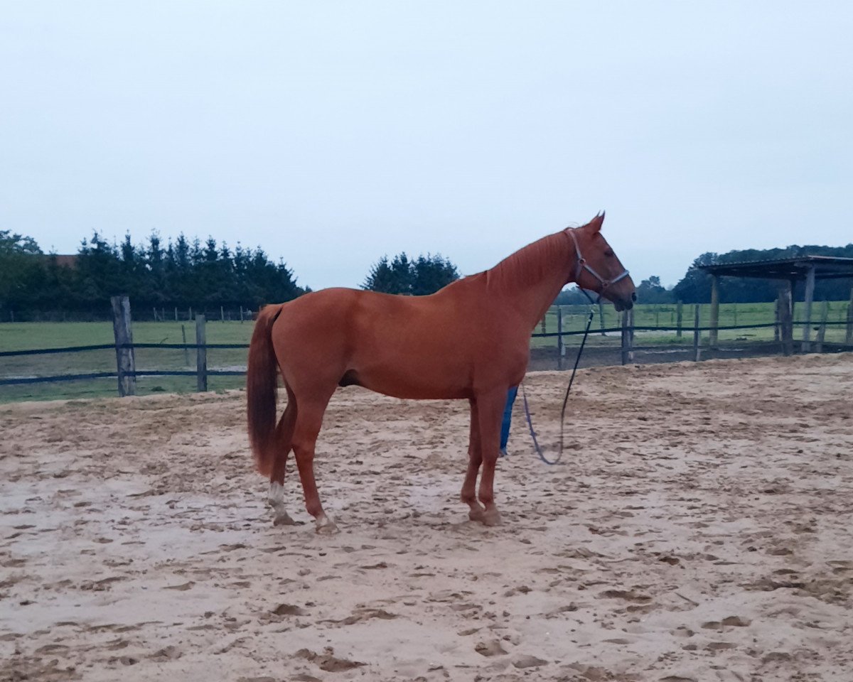 Springpferd Valentin 94 (Hannoveraner, 2002, von Waterford)
