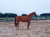 jumper Valentin 94 (Hanoverian, 2002, from Waterford)