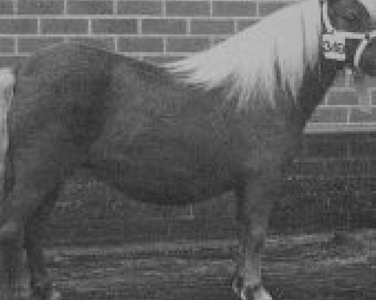 broodmare Sparrowswick Robbie's Sparkle (Shetland pony (under 87 cm),  , from Robbie the Laird)