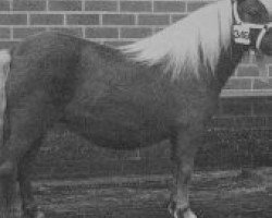 broodmare Sparrowswick Robbie's Sparkle (Shetland pony (under 87 cm),  , from Robbie the Laird)