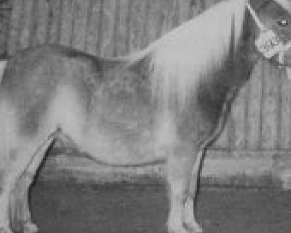 Zuchtstute Iloni van de Aanvangsweg (Shetland Pony (unter 87 cm), 1994, von Allright van Spuitjesdom)