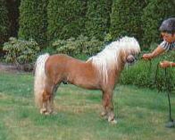 Deckhengst Ornaat v.d. Aanvangsweg (Shetland Pony (unter 87 cm), 1999, von Expensive van Bromishet)