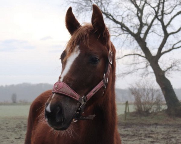 dressage horse Bijou Lourage (Hanoverian, 2020, from Bon Courage 4)