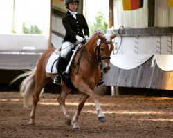 dressage horse Nikita (3,125% ox) (Haflinger, 2004, from Nastral)