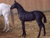 dressage horse Nabou 7 (Holsteiner, 2020, from Rubin Royal OLD)