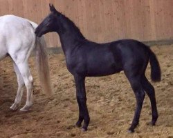 dressage horse Nabou 7 (Holsteiner, 2020, from Rubin Royal OLD)