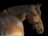 horse Perfettu (Italian Warmblood, 2008, from Ksar Sitte)