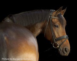 Pferd Perfettu (Italienisches Warmblut, 2008, von Ksar Sitte)