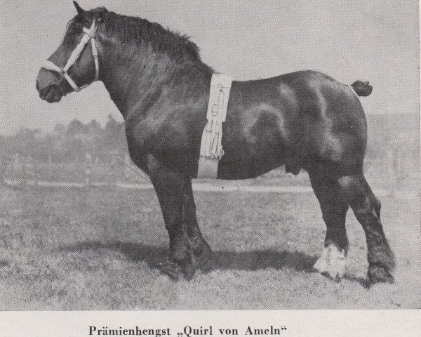 stallion Quirl von Ameln RS 1022 (Rhenish-German Cold-Blood, 1932, from Quis von Geretzhoven RS 906)