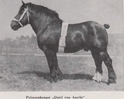 Deckhengst Quirl von Ameln RS 1022 (Rheinisch-Deutsches Kaltblut, 1932, von Quis von Geretzhoven RS 906)