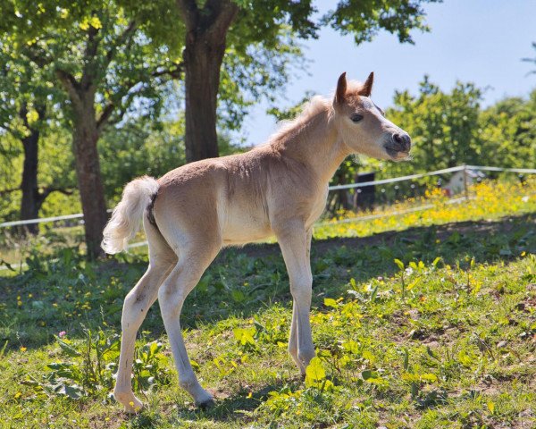 horse Another Lifesaver (Haflinger, 2020, from Sturmdrang)