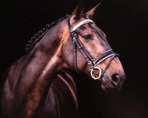 dressage horse Enrico Caruso B (Westphalian, 2008, from Ehrenstolz)