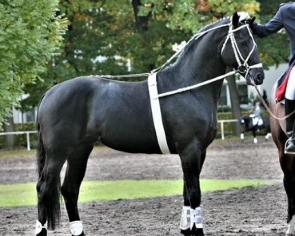 stallion Earl (Hanoverian, 2009, from Escudo I)