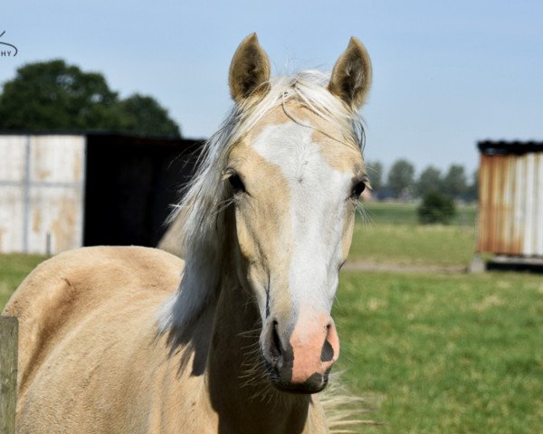 broodmare Crown Jewel (German Riding Pony, 2019, from FS Mr. President)