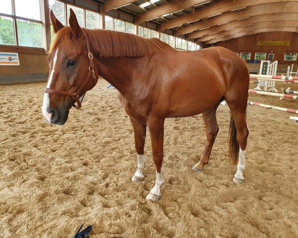 horse Remember Me L (Hanoverian, 2012, from Royal Blend)