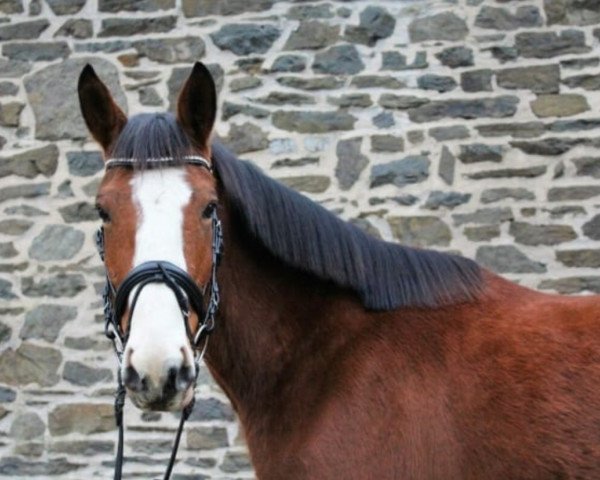 Springpferd Shanondoah's Scarlett (Irish Sport Horse, 2012, von Spriggan xx)