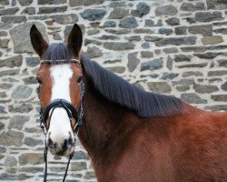 jumper Shanondoah's Scarlett (Irish Sport Horse, 2012, from Spriggan xx)