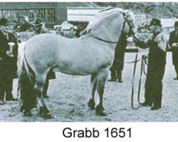 stallion Grabb N.1651 (Fjord Horse, 1961, from Gullring N.1576)