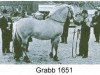 stallion Grabb N.1651 (Fjord Horse, 1961, from Gullring N.1576)
