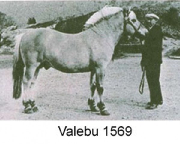 stallion Valebu N.1569 (Fjord Horse, 1955, from Osram-Gjerstad N.1180)
