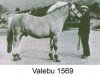 stallion Valebu N.1569 (Fjord Horse, 1955, from Osram-Gjerstad N.1180)