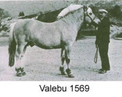 stallion Valebu N.1569 (Fjord Horse, 1955, from Osram-Gjerstad N.1180)