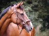 jumper Lady Syndira (German Sport Horse, 2011, from Syphir)