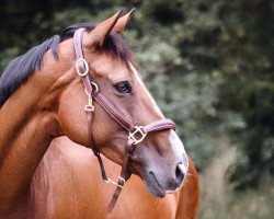 Springpferd Lady Syndira (Deutsches Sportpferd, 2011, von Syphir)