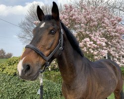 jumper Oskar (KWPN (Royal Dutch Sporthorse), 2003, from Orville)