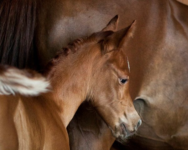 horse Mahd Sabi Tawil (Arabian thoroughbred, 2017, from Youri Noir)