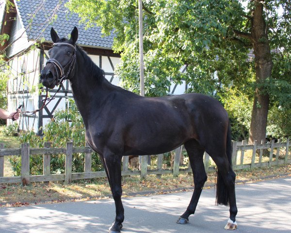 dressage horse Florestina P (Westphalian, 2017, from Fürst Wilhelm)