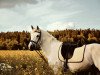 dressage horse Mandoline 12 (German Riding Pony, 2001, from Thronfolger)