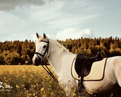 dressage horse Mandoline 12 (German Riding Pony, 2001, from Thronfolger)