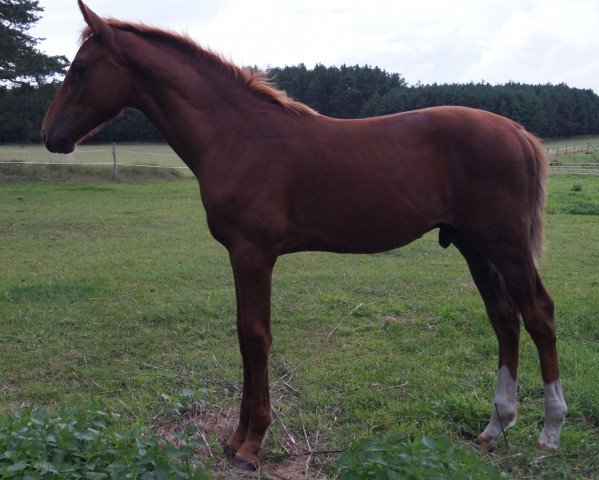 jumper La Duevall (German Sport Horse, 2017, from Lahnstein 4)