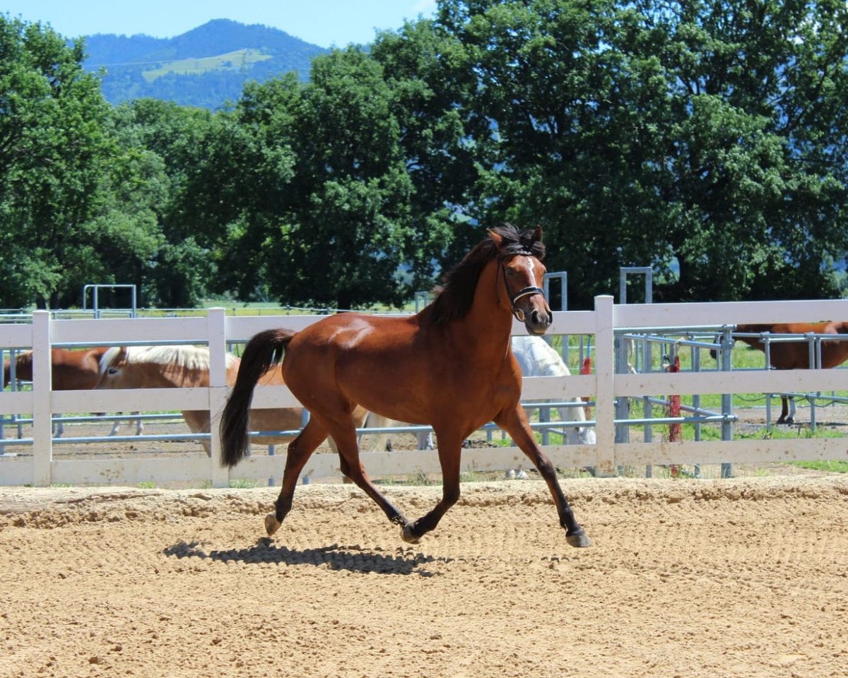 dressage horse Snippeling Abias (New Forest Pony, 2010, from Polsbury Pirelli)