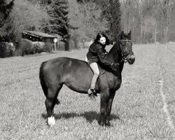 broodmare Land of tomorrow (Württemberger, 1997, from Lanthano)