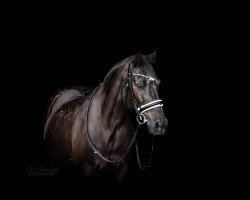 Pferd Husar (sonstiges Pony, 2002, von Gleisberg Hunter)