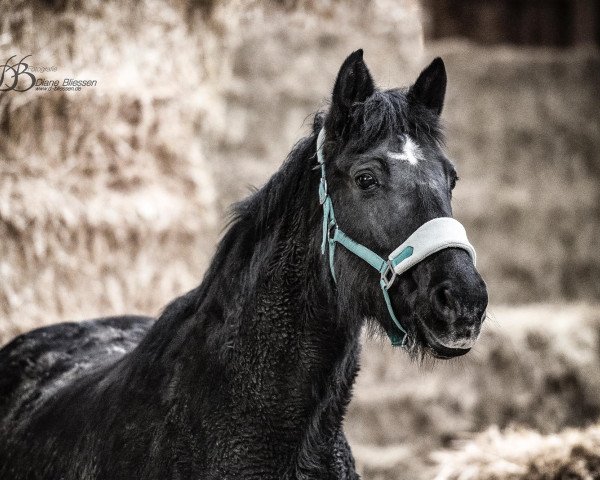 broodmare Rihanna (Rhinelander, 2004, from Moosbends Ricardos)