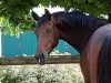 dressage horse Stute von Marqués / Rubin Star N (Westphalian, 2016, from Marqués)