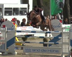 jumper Balermo (Oldenburg show jumper, 2004, from Baloubet du Rouet)