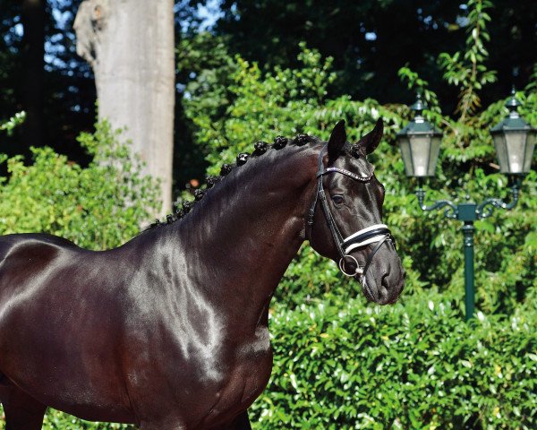 stallion Donier (Hanoverian, 2015, from De Niro)
