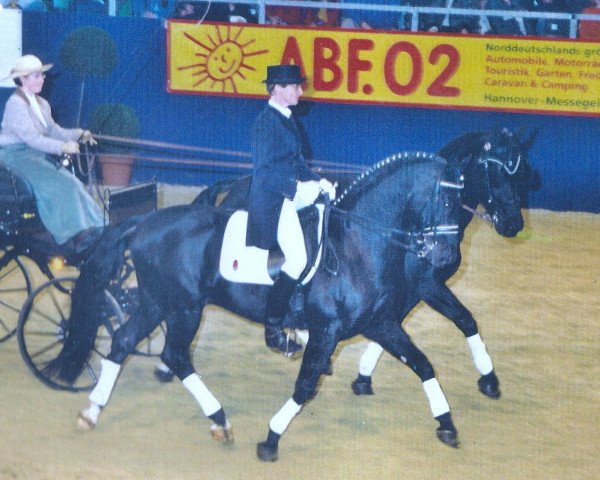 stallion Carlos (Heavy Warmblood, 1991, from Capitaen)