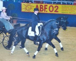 stallion Carlos (Heavy Warmblood, 1991, from Capitaen Mo 1425)