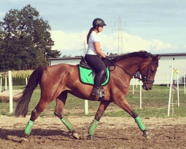 jumper Guidomorka (KWPN (Royal Dutch Sporthorse), 2011, from Eldorado vd Zeshoek Tn)